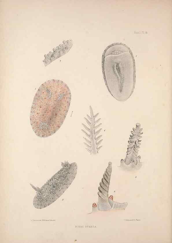 Reproducción/Reproduction 35246521200: A monograph of the British nudibranchiate Mollusca :. London :Printed for the Ray Society,1845-1910.