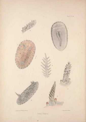 Reproducción/Reproduction 35246521200: A monograph of the British nudibranchiate Mollusca :. London :Printed for the Ray Society,1845-1910.