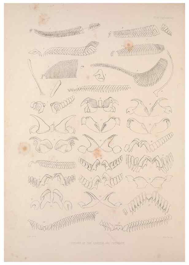Reproducción/Reproduction 35503025491: A monograph of the British nudibranchiate Mollusca :. London :Printed for the Ray Society,1845-1910.