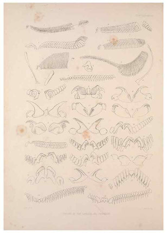 Reproducción/Reproduction 35503025491: A monograph of the British nudibranchiate Mollusca :. London :Printed for the Ray Society,1845-1910.
