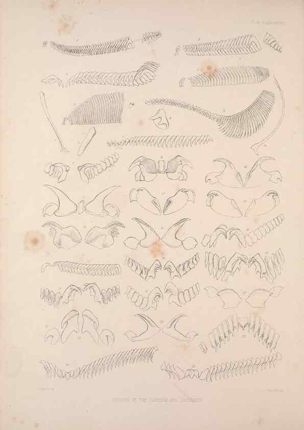 Reproducción/Reproduction 35503025491: A monograph of the British nudibranchiate Mollusca :. London :Printed for the Ray Society,1845-1910.