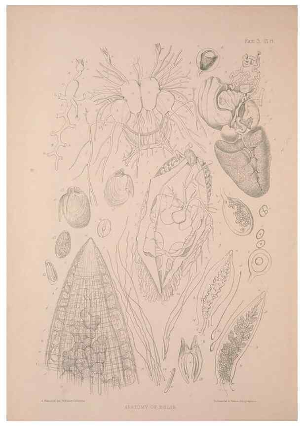 Reproducción/Reproduction 34792244794: A monograph of the British nudibranchiate Mollusca :. London :Printed for the Ray Society,1845-1910.