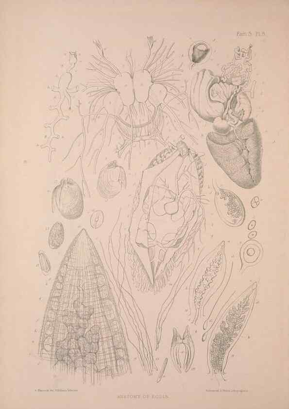 Reproducción/Reproduction 34792244794: A monograph of the British nudibranchiate Mollusca :. London :Printed for the Ray Society,1845-1910.