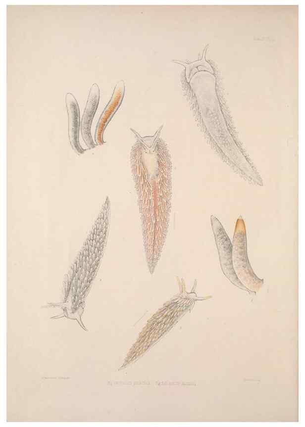 Reproducción/Reproduction 34792247914: A monograph of the British nudibranchiate Mollusca :. London :Printed for the Ray Society,1845-1910.