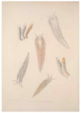 Reproducción/Reproduction 34792247914: A monograph of the British nudibranchiate Mollusca :. London :Printed for the Ray Society,1845-1910.