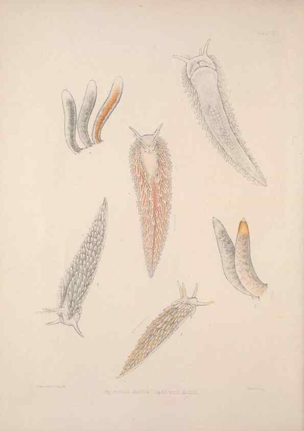 Reproducción/Reproduction 34792247914: A monograph of the British nudibranchiate Mollusca :. London :Printed for the Ray Society,1845-1910.