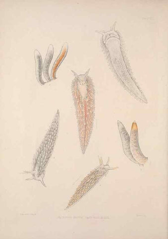 Reproducción/Reproduction 34792247914: A monograph of the British nudibranchiate Mollusca :. London :Printed for the Ray Society,1845-1910.