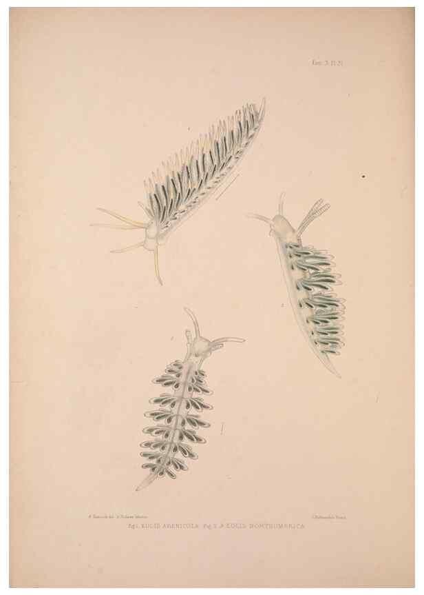 Reproducción/Reproduction 34792286804: A monograph of the British nudibranchiate Mollusca :. London :Printed for the Ray Society,1845-1910.