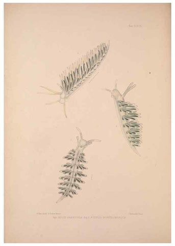 Reproducción/Reproduction 34792286804: A monograph of the British nudibranchiate Mollusca :. London :Printed for the Ray Society,1845-1910.