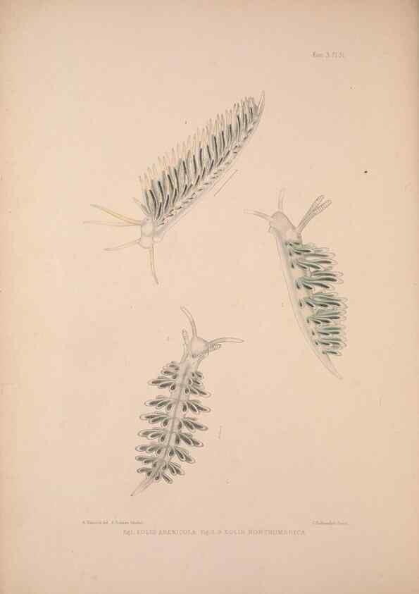Reproducción/Reproduction 34792286804: A monograph of the British nudibranchiate Mollusca :. London :Printed for the Ray Society,1845-1910.