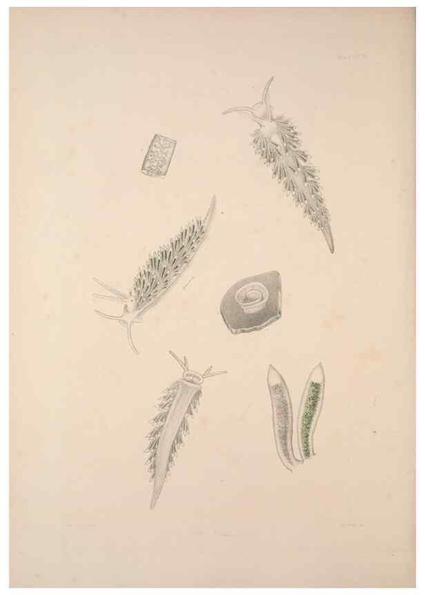 Reproducción/Reproduction 34792288864: A monograph of the British nudibranchiate Mollusca :. London :Printed for the Ray Society,1845-1910.