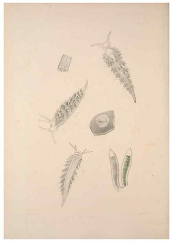 Reproducción/Reproduction 34792288864: A monograph of the British nudibranchiate Mollusca :. London :Printed for the Ray Society,1845-1910.