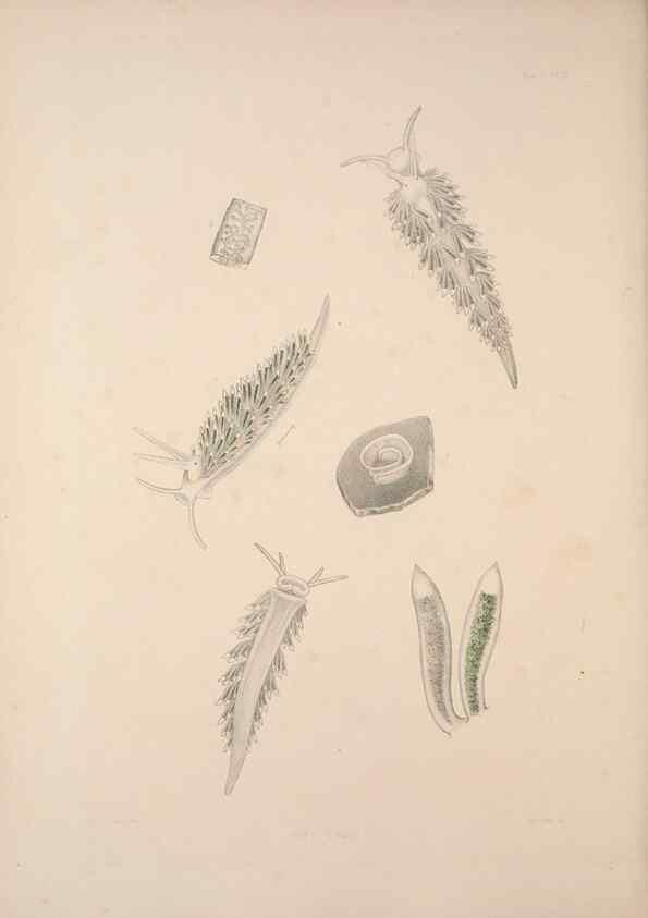 Reproducción/Reproduction 34792288864: A monograph of the British nudibranchiate Mollusca :. London :Printed for the Ray Society,1845-1910.