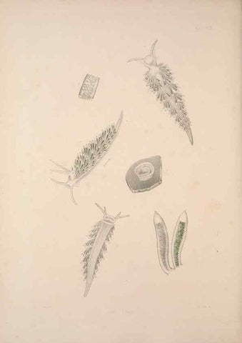 Reproducción/Reproduction 34792288864: A monograph of the British nudibranchiate Mollusca :. London :Printed for the Ray Society,1845-1910.