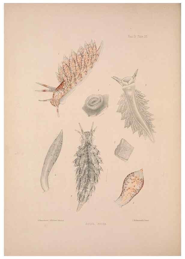 Reproducción/Reproduction 34792291374: A monograph of the British nudibranchiate Mollusca :. London :Printed for the Ray Society,1845-1910.