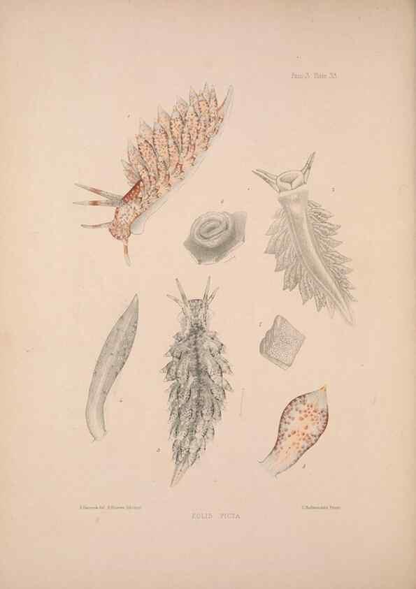 Reproducción/Reproduction 34792291374: A monograph of the British nudibranchiate Mollusca :. London :Printed for the Ray Society,1845-1910.