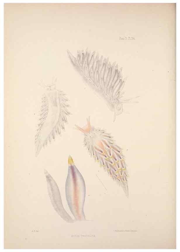 Reproducción/Reproduction 35246652830: A monograph of the British nudibranchiate Mollusca :. London :Printed for the Ray Society,1845-1910.