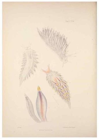 Reproducción/Reproduction 35246652830: A monograph of the British nudibranchiate Mollusca :. London :Printed for the Ray Society,1845-1910.