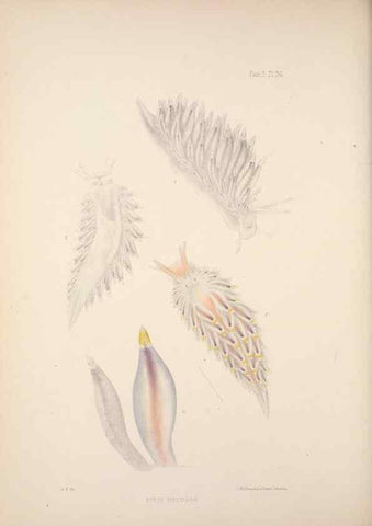 Reproducción/Reproduction 35246652830: A monograph of the British nudibranchiate Mollusca :. London :Printed for the Ray Society,1845-1910.