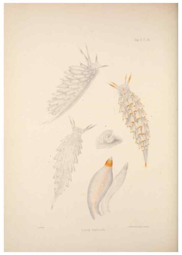 Reproducción/Reproduction 35246656930: A monograph of the British nudibranchiate Mollusca :. London :Printed for the Ray Society,1845-1910.