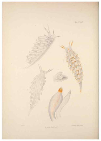 Reproducción/Reproduction 35246656930: A monograph of the British nudibranchiate Mollusca :. London :Printed for the Ray Society,1845-1910.