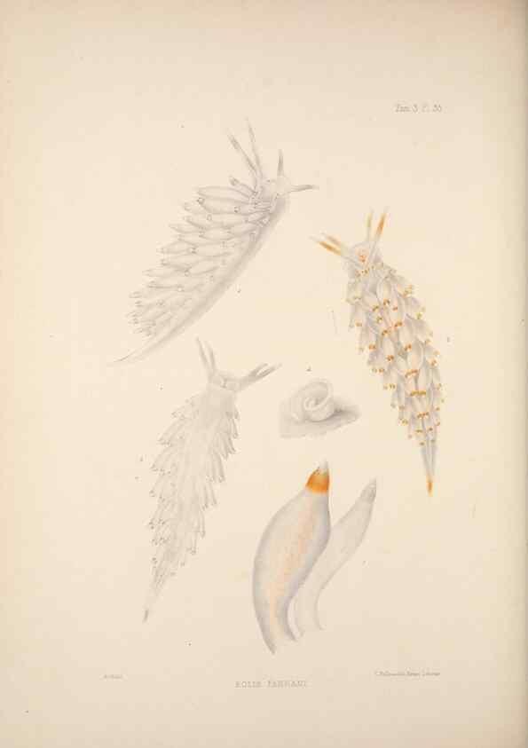 Reproducción/Reproduction 35246656930: A monograph of the British nudibranchiate Mollusca :. London :Printed for the Ray Society,1845-1910.