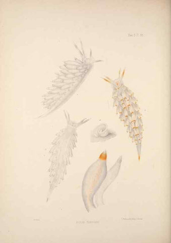 Reproducción/Reproduction 35246656930: A monograph of the British nudibranchiate Mollusca :. London :Printed for the Ray Society,1845-1910.
