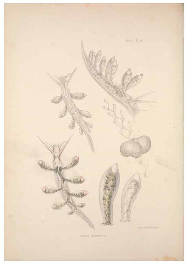 Reproducción/Reproduction 35246659220: A monograph of the British nudibranchiate Mollusca :. London :Printed for the Ray Society,1845-1910.