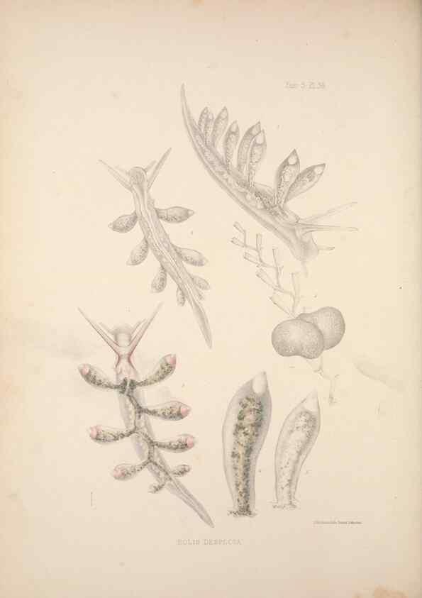 Reproducción/Reproduction 35246659220: A monograph of the British nudibranchiate Mollusca :. London :Printed for the Ray Society,1845-1910.