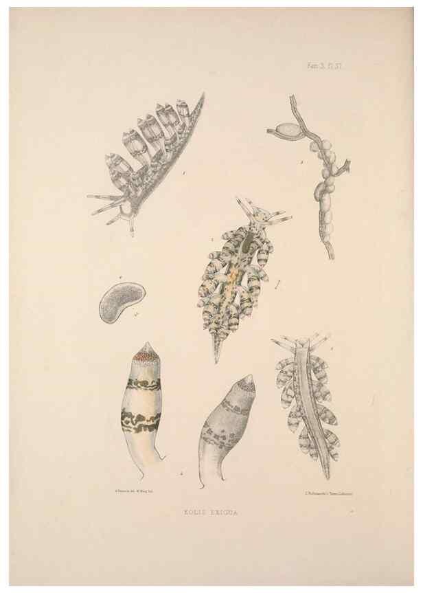Reproducción/Reproduction 35246661730: A monograph of the British nudibranchiate Mollusca :. London :Printed for the Ray Society,1845-1910.