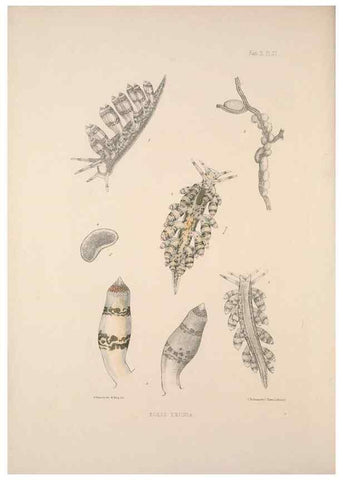 Reproducción/Reproduction 35246661730: A monograph of the British nudibranchiate Mollusca :. London :Printed for the Ray Society,1845-1910.