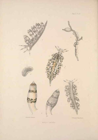 Reproducción/Reproduction 35246661730: A monograph of the British nudibranchiate Mollusca :. London :Printed for the Ray Society,1845-1910.