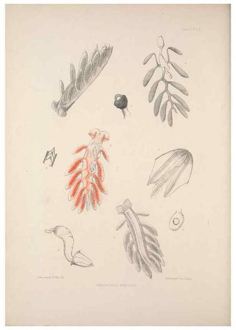 Reproducción/Reproduction 35246664810: A monograph of the British nudibranchiate Mollusca :. London :Printed for the Ray Society,1845-1910.