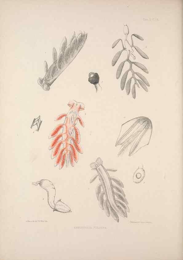Reproducción/Reproduction 35246664810: A monograph of the British nudibranchiate Mollusca :. London :Printed for the Ray Society,1845-1910.