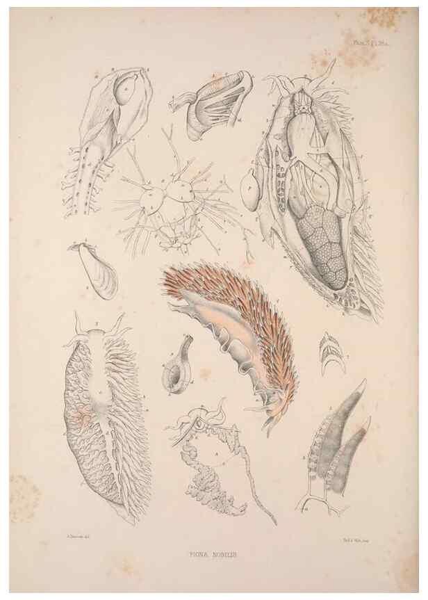 Reproducción/Reproduction 35246668420: A monograph of the British nudibranchiate Mollusca :. London :Printed for the Ray Society,1845-1910.