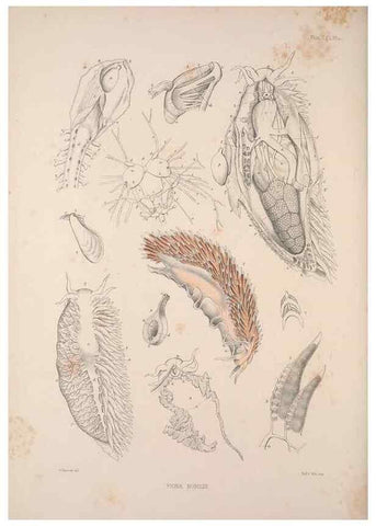 Reproducción/Reproduction 35246668420: A monograph of the British nudibranchiate Mollusca :. London :Printed for the Ray Society,1845-1910.