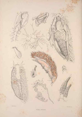 Reproducción/Reproduction 35246668420: A monograph of the British nudibranchiate Mollusca :. London :Printed for the Ray Society,1845-1910.