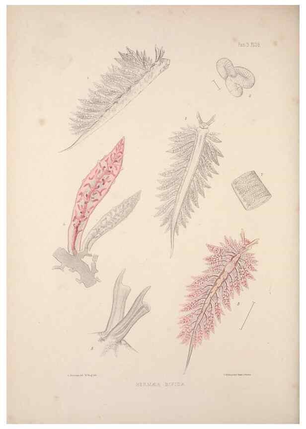 Reproducción/Reproduction 35633316435: A monograph of the British nudibranchiate Mollusca :. London :Printed for the Ray Society,1845-1910.