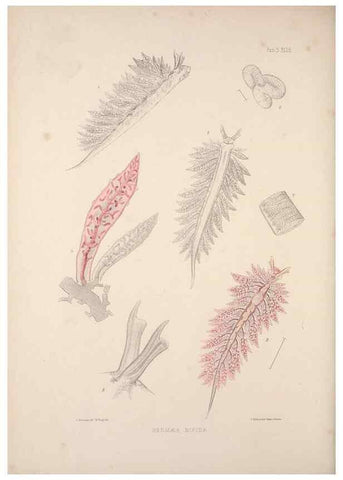 Reproducción/Reproduction 35633316435: A monograph of the British nudibranchiate Mollusca :. London :Printed for the Ray Society,1845-1910.