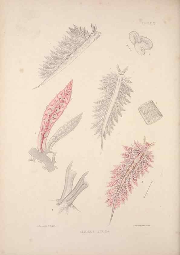 Reproducción/Reproduction 35633316435: A monograph of the British nudibranchiate Mollusca :. London :Printed for the Ray Society,1845-1910.