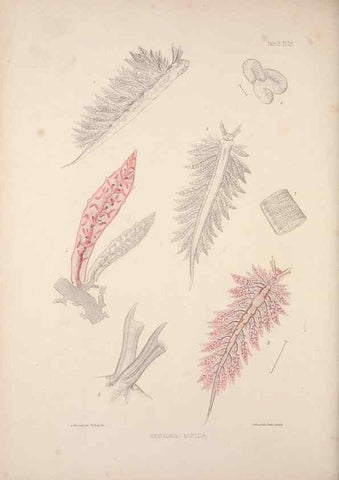 Reproducción/Reproduction 35633316435: A monograph of the British nudibranchiate Mollusca :. London :Printed for the Ray Society,1845-1910.