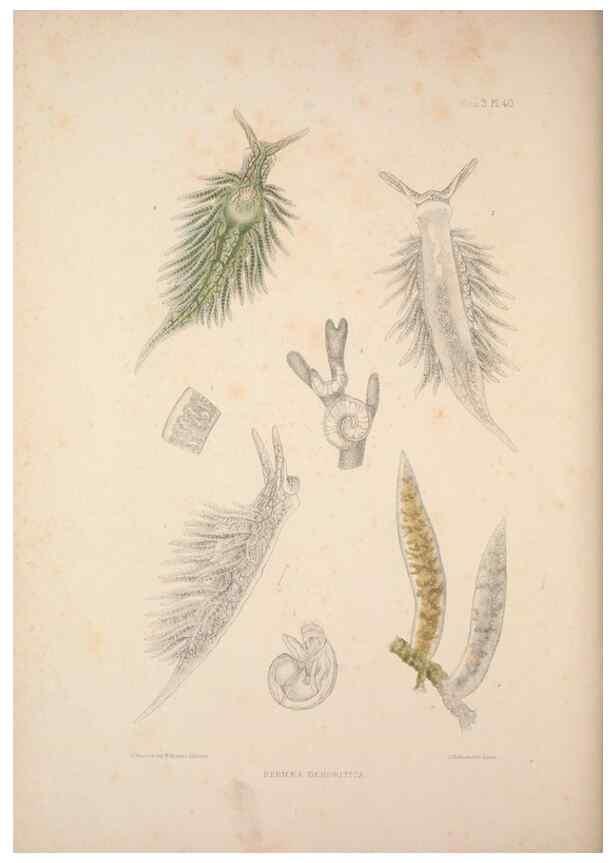 Reproducción/Reproduction 35633318105: A monograph of the British nudibranchiate Mollusca :. London :Printed for the Ray Society,1845-1910.