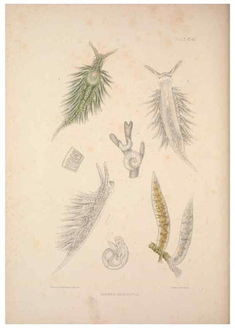 Reproducción/Reproduction 35633318105: A monograph of the British nudibranchiate Mollusca :. London :Printed for the Ray Society,1845-1910.