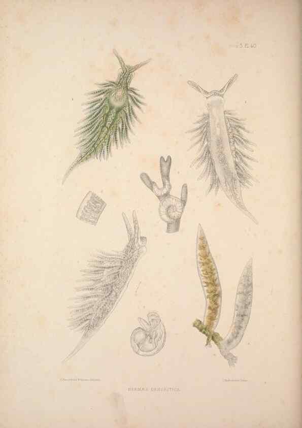 Reproducción/Reproduction 35633318105: A monograph of the British nudibranchiate Mollusca :. London :Printed for the Ray Society,1845-1910.