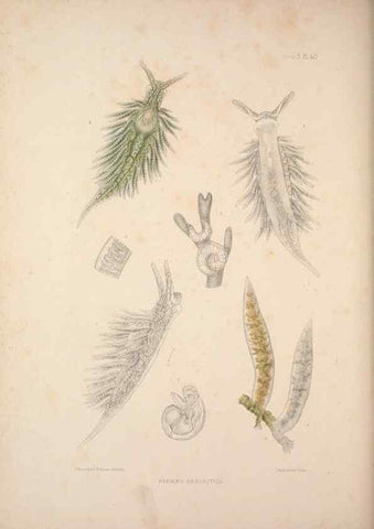 Reproducción/Reproduction 35633318105: A monograph of the British nudibranchiate Mollusca :. London :Printed for the Ray Society,1845-1910.