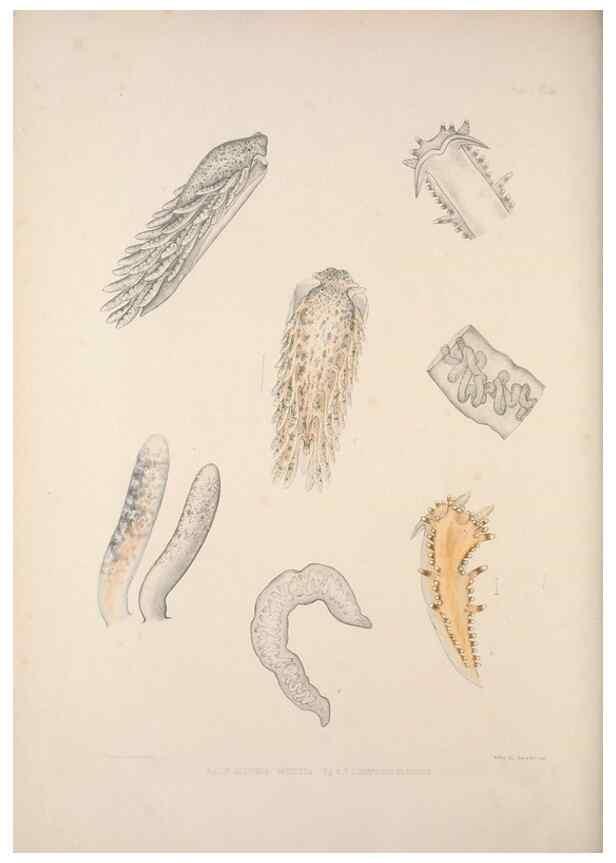 Reproducción/Reproduction 35633320585: A monograph of the British nudibranchiate Mollusca :. London :Printed for the Ray Society,1845-1910.