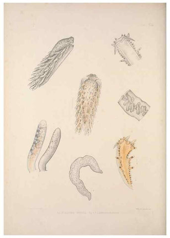 Reproducción/Reproduction 35633320585: A monograph of the British nudibranchiate Mollusca :. London :Printed for the Ray Society,1845-1910.