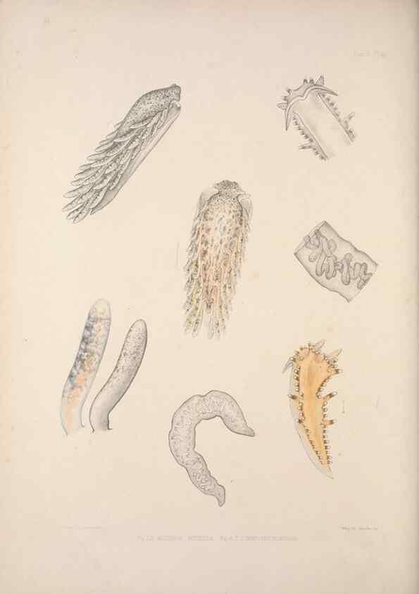 Reproducción/Reproduction 35633320585: A monograph of the British nudibranchiate Mollusca :. London :Printed for the Ray Society,1845-1910.