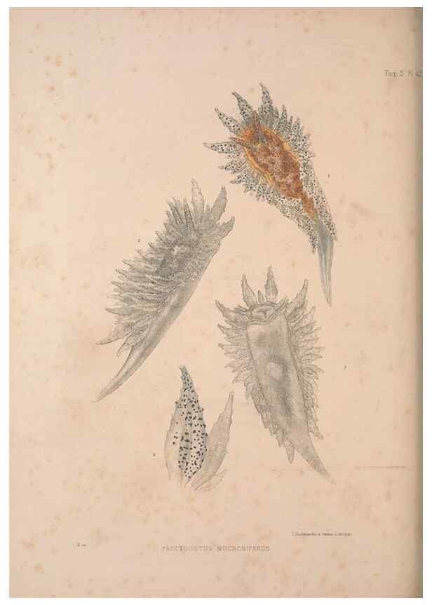 Reproducción/Reproduction 35633323815: A monograph of the British nudibranchiate Mollusca :. London :Printed for the Ray Society,1845-1910.