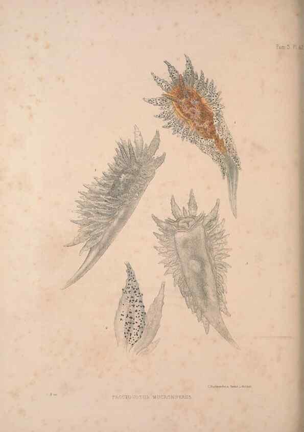Reproducción/Reproduction 35633323815: A monograph of the British nudibranchiate Mollusca :. London :Printed for the Ray Society,1845-1910.